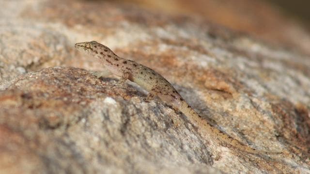 Aravalli Hill Gecko (Photo courtesy: Surya Prakash)