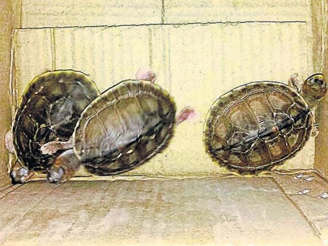 Indian Roof turtles recovered from accused in Dehradun.(HT Photo)