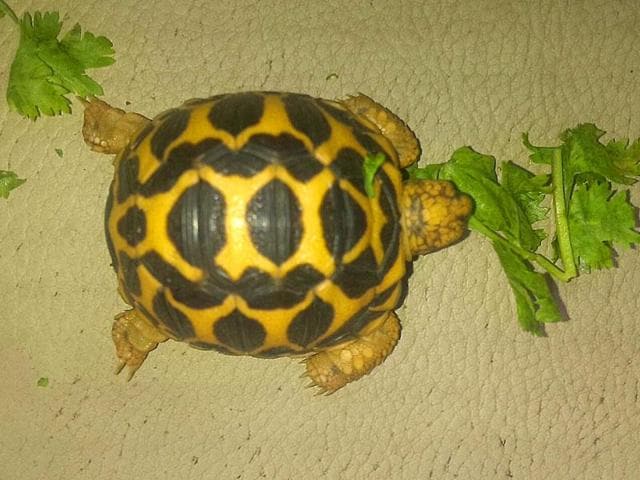 File photo of an Indian star tortoise. (HT Photo) File photo of an Indian star tortoise. (HT Photo)