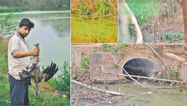 Clockwise from top right: A sambar drinks water from the polluted drain in the reserve forest; the drain emerges from underneath Madhya Marg and enters forest; the dead Comb duck; and the dead Spotbill duck floating in the lake. (VIKRAM JIT SINGH / NAVTEJ SINGH) Clockwise from top right: A sambar drinks water from the polluted drain in the reserve forest; the drain emerges from underneath Madhya Marg and enters forest; the dead Comb duck; and the dead Spotbill duck floating in the lake. (VIKRAM JIT SINGH / NAVTEJ SINGH)