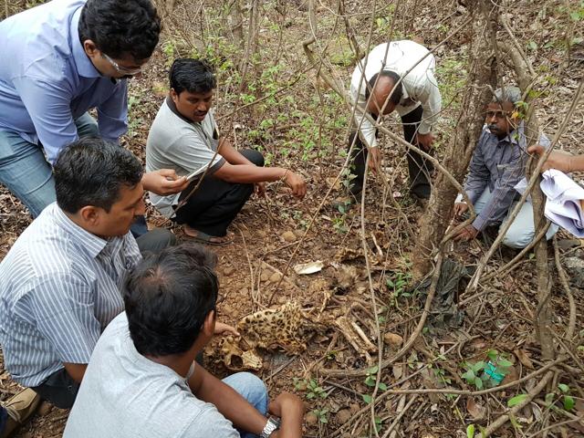 The mutilated carcass of a four-year-old female leopard recovered by forest department officials near Jay Malhar sets at Film City in Goregaon on Friday. (HT Photo) The mutilated carcass of a four-year-old female leopard recovered by forest department officials near Jay Malhar sets at Film City in Goregaon on Friday. (HT Photo)