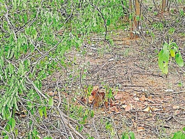 Cutting trees without permission is prohibited in this region as per the Aravalli notification.(HT Photo) Cutting trees without permission is prohibited in this region as per the Aravalli notification.(HT Photo)