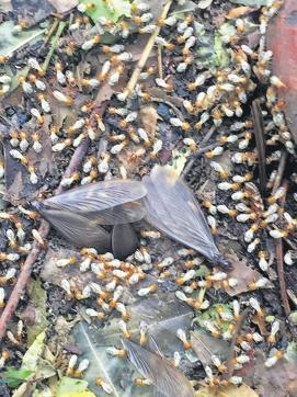 Two reproductive termites preparing to fly. (Vikram Jit Singh) Two reproductive termites preparing to fly. (Vikram Jit Singh)