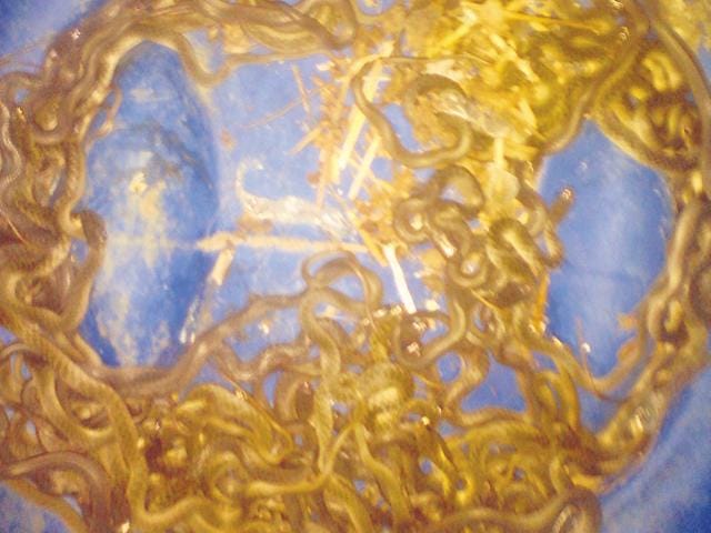 80 of the 98 rescued keelback hatchlings. (Nitan Singh) 80 of the 98 rescued keelback hatchlings. (Nitan Singh)