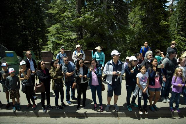 People watch a motorcade as Obama and his family visit Yosemite National Park. The White House is working to cement Obama’s environmental legacy as the January 20, 2017 end to his time in office draws nearer. (AFP) People watch a motorcade as Obama and his family visit Yosemite National Park. The White House is working to cement Obama’s environmental legacy as the January 20, 2017 end to his time in office draws nearer. (AFP)