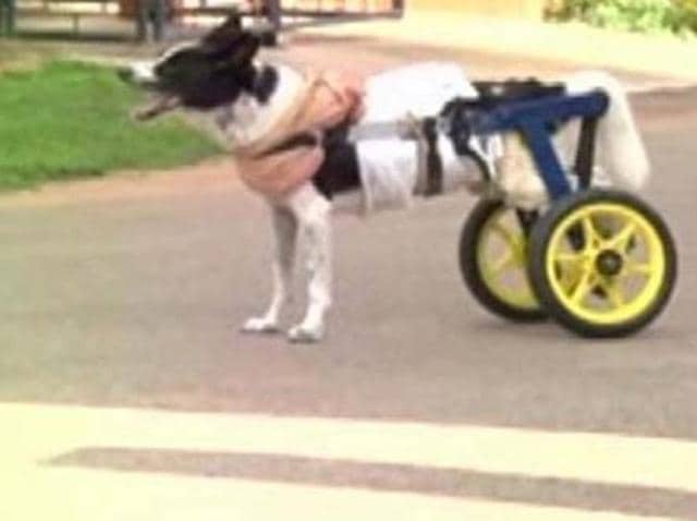 The cart is dismantled whenever the dog is tired and needs rest (ANI) The cart is dismantled whenever the dog is tired and needs rest (ANI)