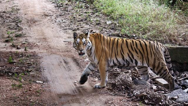 In 2016-17, the Centre allocated Rs 295 crore for Project Tiger in the Union Budget. (HT File Photo)