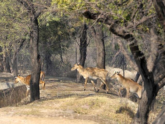 Animal Welfare Board questioned the notifications issued by Ministry of Environment, Forest and Climate Change declaring Nilgai, monkeys and wild boars as vermins. (Sunil Saxena/HT File Photo) Animal Welfare Board questioned the notifications issued by Ministry of Environment, Forest and Climate Change declaring Nilgai, monkeys and wild boars as vermins. (Sunil Saxena/HT File Photo)