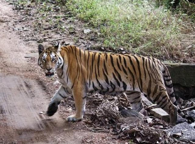Why India's tiger count may not paint the true picture of big cat numbers | Latest News India - Hindustan Times Why India's tiger count may not paint the true picture of big cat numbers | Latest News India - Hindustan Times