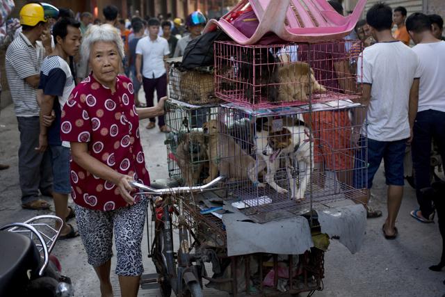 A woman with a load of dogs on her tricycle cart arrives at a market for sale during a dog meat festival in Yulin in south China's Guangxi Zhuang Autonomous Region. (AP) A woman with a load of dogs on her tricycle cart arrives at a market for sale during a dog meat festival in Yulin in south China's Guangxi Zhuang Autonomous Region. (AP)