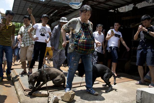 An animal rights activist, center, carries dogs away from a market after she bought from dog sellers during a dog meat festival in Yulin in south China. (AP) An animal rights activist, center, carries dogs away from a market after she bought from dog sellers during a dog meat festival in Yulin in south China. (AP)