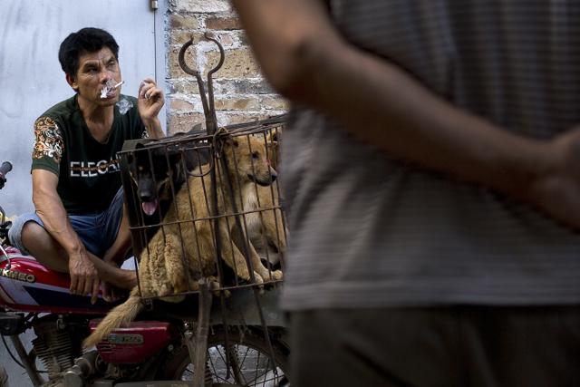 A vendor smokes as he waits for buyers next to the dogs in a cage for sale at a market during a dog meat festival in Yulin in south China's Guangxi Zhuang Autonomous Region. (AP) A vendor smokes as he waits for buyers next to the dogs in a cage for sale at a market during a dog meat festival in Yulin in south China's Guangxi Zhuang Autonomous Region. (AP)
