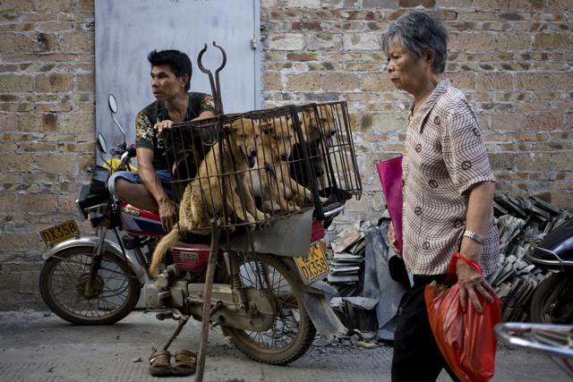A woman walks past a dog vendor waits for buyers next to the dogs in a cage for sale at a market during a dog meat festival in Yulin in south China's Guangxi Zhuang Autonomous Region. (AP) A woman walks past a dog vendor waits for buyers next to the dogs in a cage for sale at a market during a dog meat festival in Yulin in south China's Guangxi Zhuang Autonomous Region. (AP)