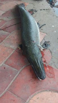 Alligator Gar has already become a nuisance in Telangana and Andhra Pradesh and reports of the fish spreading fast and becoming invasive in water bodies of Tamil Nadu are also pouring in. In 2015, an Alligator Gar was caught from a well in Dadar in Mumbai. (HT photo) Alligator Gar has already become a nuisance in Telangana and Andhra Pradesh and reports of the fish spreading fast and becoming invasive in water bodies of Tamil Nadu are also pouring in. In 2015, an Alligator Gar was caught from a well in Dadar in Mumbai. (HT photo)