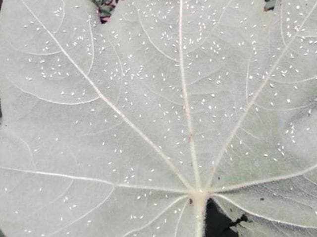 The whitefly destroyed two-third of the total crop cultivated on 4.5 lakh hectares. (HT Representative Image) The whitefly destroyed two-third of the total crop cultivated on 4.5 lakh hectares. (HT Representative Image)