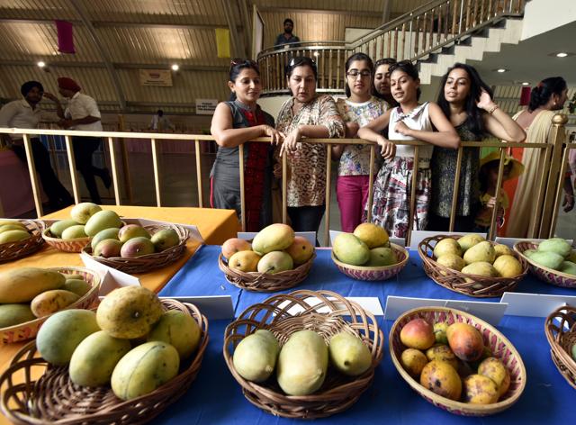 The festival also gives a chance to mango growers to showcase, varieties of the fruit. (Arun Sharma/HT Photo)