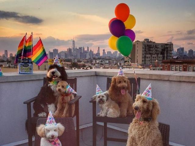 Looks who else supports the good cause of love. These canine cuties clicked on a rooftop in Brooklyn. (Instagram/samsonthedood)