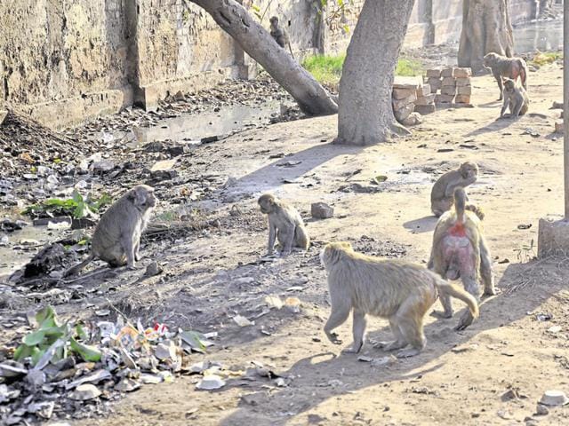 The census reports 1,683 sightings of monkeys (Macaca speciosa) in Modi Nagar and 3,658 in the Ghaziabad range. (Sakib Ali/HT Photo) The census reports 1,683 sightings of monkeys (Macaca speciosa) in Modi Nagar and 3,658 in the Ghaziabad range. (Sakib Ali/HT Photo)