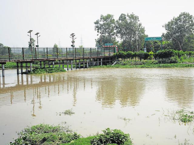 The drive is aimed at increasing forest cover. However, the proposed felling of 22,000 trees for NH-24 widening is a major challenge. (Sakib Ali/HT Photo) The drive is aimed at increasing forest cover. However, the proposed felling of 22,000 trees for NH-24 widening is a major challenge. (Sakib Ali/HT Photo)