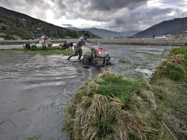 Bhutan’s land is fertile and farmer's use traditional farming techniques with a dash of to tend to their paddy field. (Gurinder Osan/HT PHOTO)