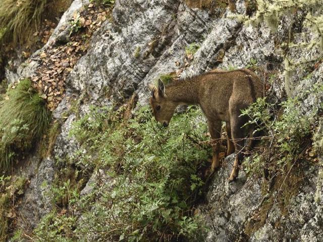 A Himalayan goral, who's sighting is believed to be auspicious, forages near Taktsang Palphug Monastery (or Tiger's Nest) where Guru Padmasambhava meditated, in Paro. (Gurinder Osan/HT PHOTO)