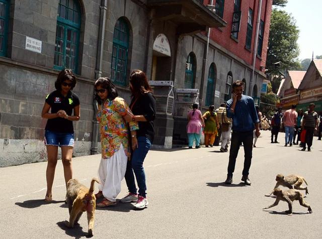 The Union ministry of environment had declared monkeys as vermins in 39 tehsils of the Himachal Pradesh in May.(HT File Photo) The Union ministry of environment had declared monkeys as vermins in 39 tehsils of the Himachal Pradesh in May.(HT File Photo)