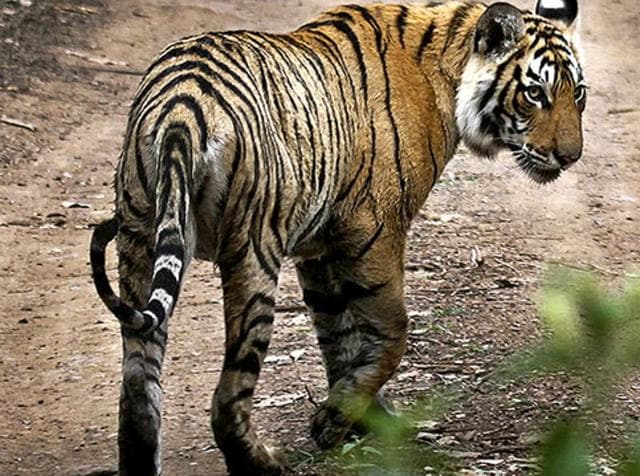 The carcass was sent for post-mortem, said the official, adding that there are no injury marks and also primary evidence does not suggest poisoning.(AP) The carcass was sent for post-mortem, said the official, adding that there are no injury marks and also primary evidence does not suggest poisoning.(AP)