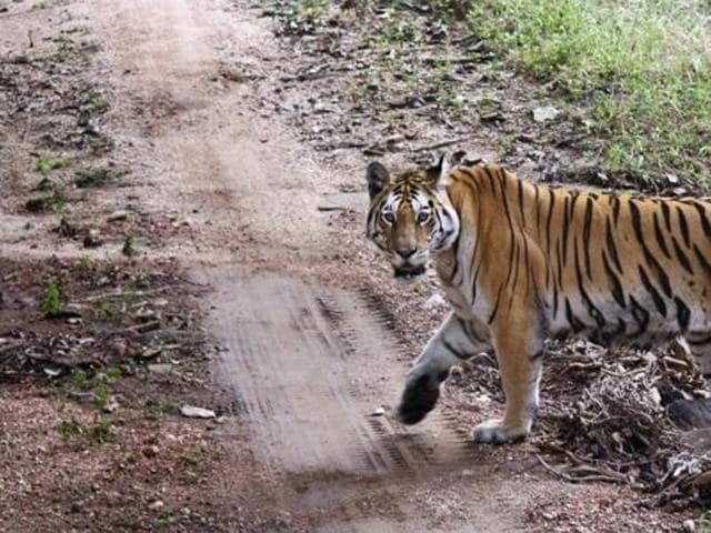 Baiga tribals of Narangli village in Khatiya range have borne the brunt of tiger attacks.(Pic for representation) Baiga tribals of Narangli village in Khatiya range have borne the brunt of tiger attacks.(Pic for representation)