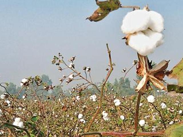 Instead, farmers have shifted to pulses, paddy and other crops in these states. (HT File Photo) Instead, farmers have shifted to pulses, paddy and other crops in these states. (HT File Photo)