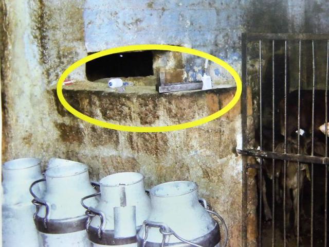 Banned drugs (encircled) are administered to cows and buffaloes several times a day to increase milk production. (HT Photo) Banned drugs (encircled) are administered to cows and buffaloes several times a day to increase milk production. (HT Photo)