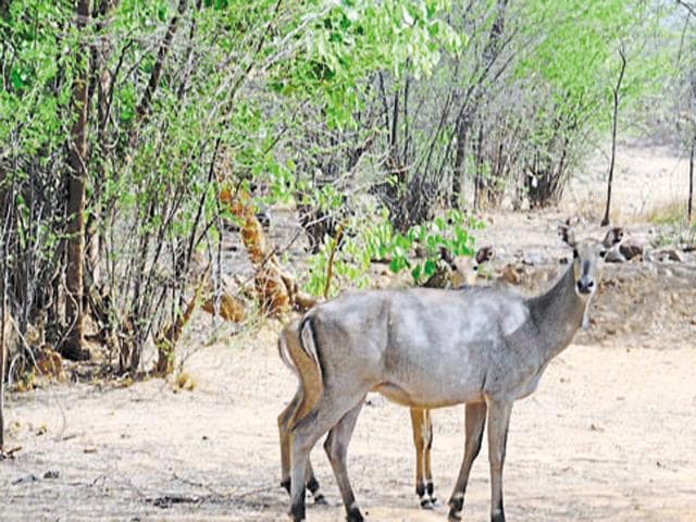 The Centre has decided to legalise killing of nilgai and wild boars, if they cause crop damage.(HT File Photo)