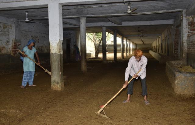 The couple has been looking after the cows for more than a decade now. (Tribhuwan Sharma / HT Photos) The couple has been looking after the cows for more than a decade now. (Tribhuwan Sharma / HT Photos)