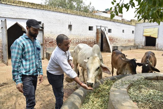 People who visit the gaushala are also helped and guided by Ayub and Asiya. (Tribhuwan Sharma / HT Photos) People who visit the gaushala are also helped and guided by Ayub and Asiya. (Tribhuwan Sharma / HT Photos)