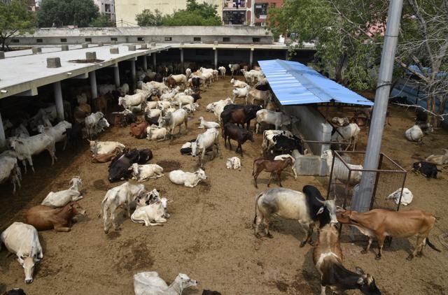 The gaushala, spread across 3.25 acres, is located adjacent to a 250-year-old temple complex in the village. (Tribhuwan Sharma / HT Photos) The gaushala, spread across 3.25 acres, is located adjacent to a 250-year-old temple complex in the village. (Tribhuwan Sharma / HT Photos)