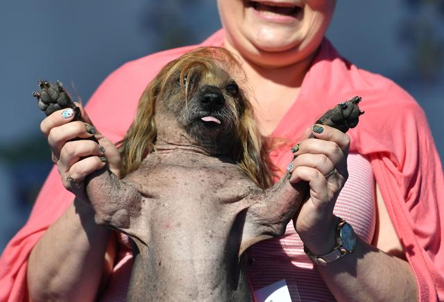 Himisaboo, a mutt with a Donald Trump inspired hairdo, is held up by his owner Heather Wilson. (AFP) Himisaboo, a mutt with a Donald Trump inspired hairdo, is held up by his owner Heather Wilson. (AFP)