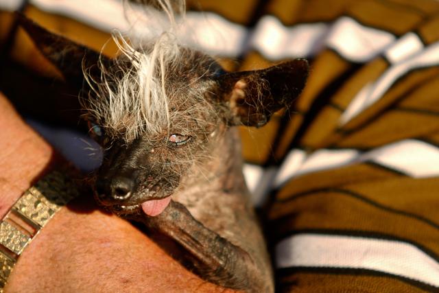 In pics Meet the world s ugliest dog blind bow legged SweePee