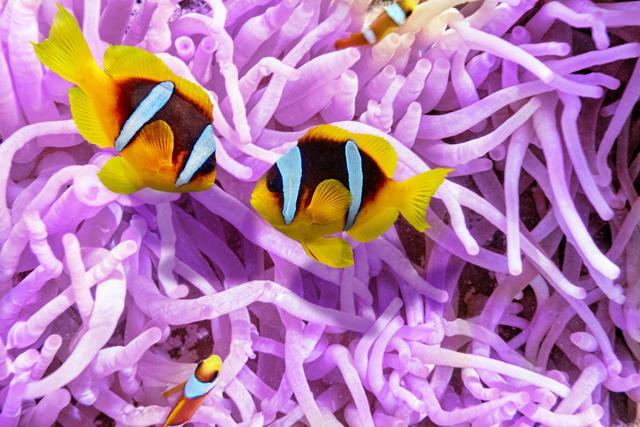 The Great Barrier Reef is home to the world’s most extensive coral reef ecosystem. (Shutterstock) The Great Barrier Reef is home to the world’s most extensive coral reef ecosystem. (Shutterstock)
