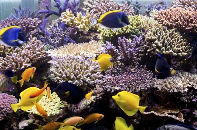 About 1.9 million people visit The Great Barrier Reef area every year. (Shutterstock) About 1.9 million people visit The Great Barrier Reef area every year. (Shutterstock)