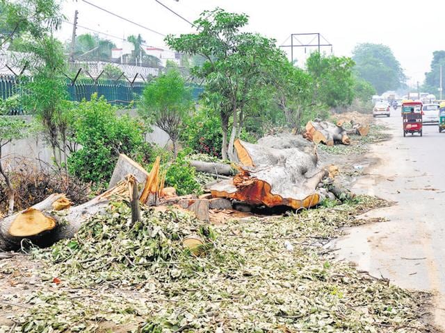 The axing of trees began on Tuesday after the Municipal Corporation of Gurgaon gave a green signal to Huda. (Abhinav Saha/HT Photo) The axing of trees began on Tuesday after the Municipal Corporation of Gurgaon gave a green signal to Huda. (Abhinav Saha/HT Photo)