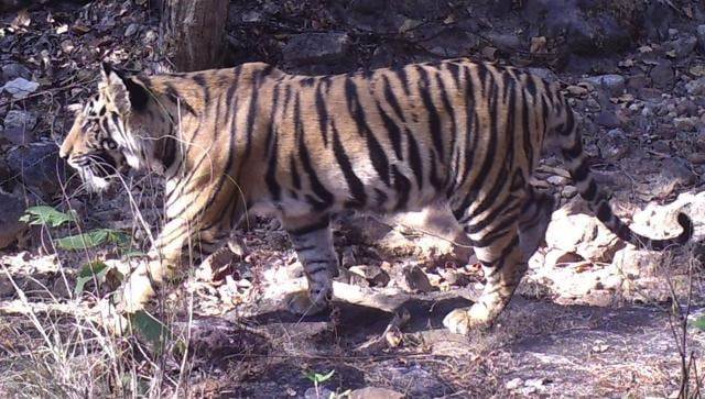After studying the tiger siblings’ behaviour, T26 turned out to be the more shy of the two. Unlike his brother, he avoided humans much like tiger in the wild do. (HT Photo)