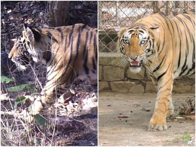 The tigers T25 and T26 were born in the Bandhavgarh Tiger Reserve in 2012. (HT Photos) The tigers T25 and T26 were born in the Bandhavgarh Tiger Reserve in 2012. (HT Photos)