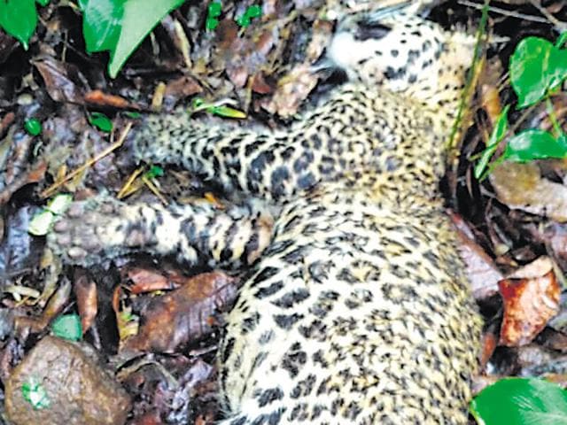 The carcass of the four-month-old leopard cub at SGNP(HT)