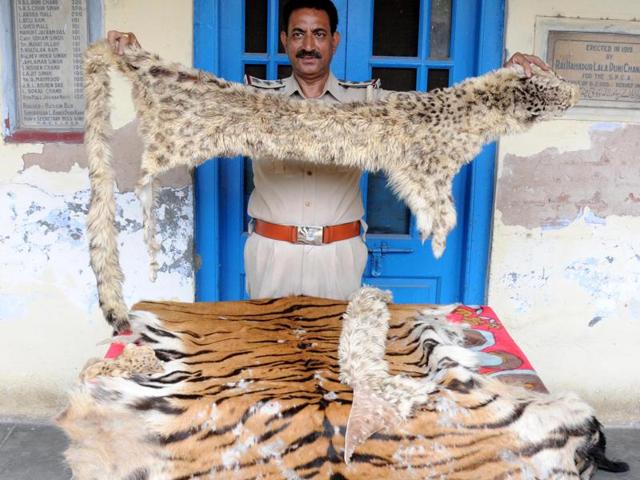 The SPCA team conducted a raid at Ranjit Avenue and found the skin of a tiger and a leopard.(HT Photo) The SPCA team conducted a raid at Ranjit Avenue and found the skin of a tiger and a leopard.(HT Photo)