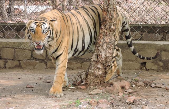 Authorities at the Bandhavgarh reserve found that T25 was not afraid of humans at all and was more aggressive. (HT Photo) Authorities at the Bandhavgarh reserve found that T25 was not afraid of humans at all and was more aggressive. (HT Photo)