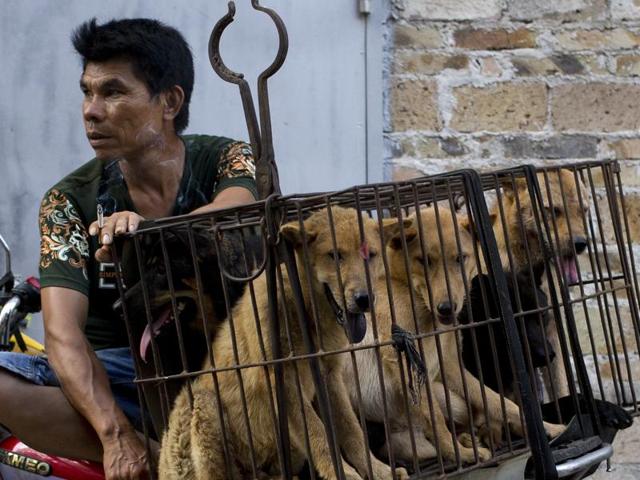 The sentences came as China faced criticism both at home and abroad for not banning annual dog meat festival in Yulin last week where 10,000 dogs were reported to have been slaughtered.(AP)