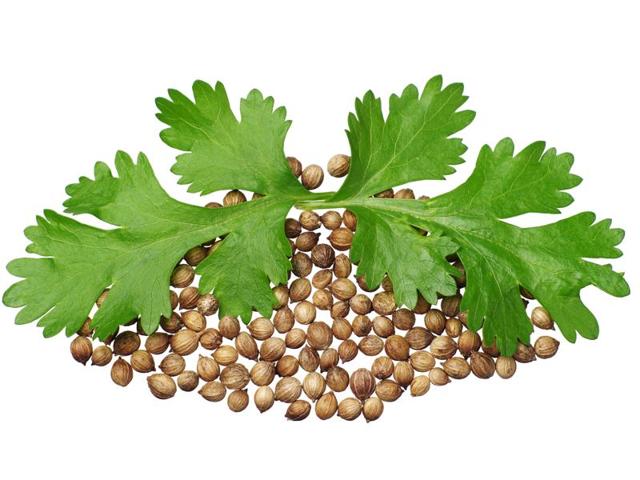 Coriander refers to seeds and leaves. Cilantro is American term for the leaf of the coriander plant (Shutterstock) Coriander refers to seeds and leaves. Cilantro is American term for the leaf of the coriander plant (Shutterstock)