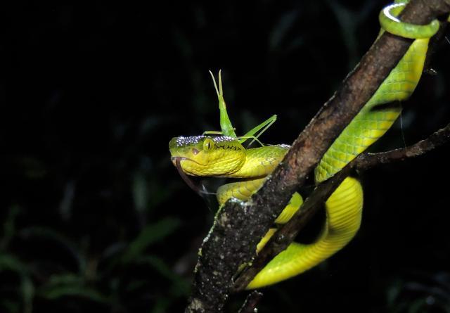 You can expect to see green vine snakes on the jungle trail in Matheran, organised by Mumbai Travellers.