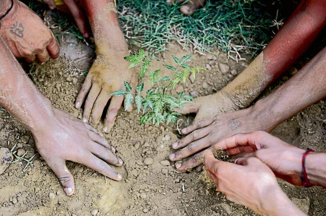 Monsoon is a favourable season for growth of plants and trees which is why massive plantation drives are carried out at this time of the year. (Sunil Ghosh / HT File) Monsoon is a favourable season for growth of plants and trees which is why massive plantation drives are carried out at this time of the year. (Sunil Ghosh / HT File)