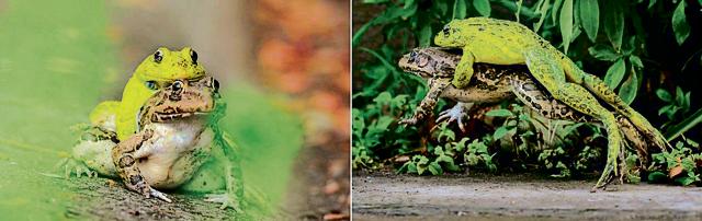 (Left) Indian bullfrogs mating; (right) female jumps after a pup disrupts mating. (Shridhar Gavane) (Left) Indian bullfrogs mating; (right) female jumps after a pup disrupts mating. (Shridhar Gavane)