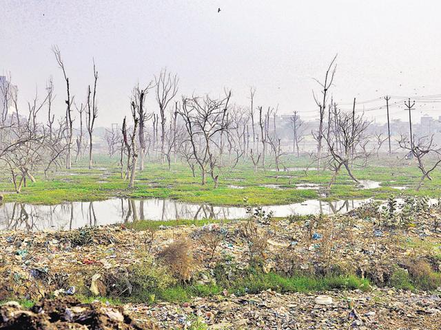 The environment ministry claims to have carried out plantation on 19.64 million hectare (ha) under various government schemes between 2003 and 2014. But the corresponding increase in forest cover was only 2.4 million ha.(Sakib Ali/HT File Photo)